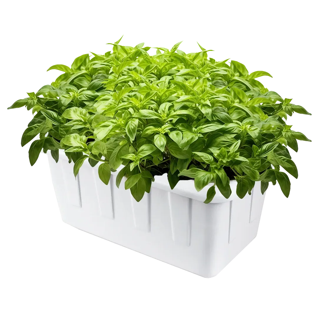 Hydroponic Grow System - 8