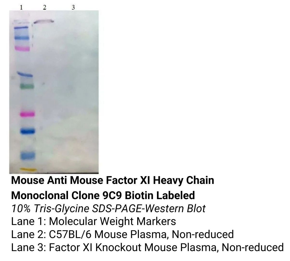 *Mouse Anti Mouse Factor XI Heavy Chain Monoclonal Clone 9C9 Biotin Labeled